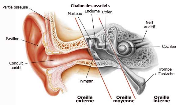 [Audition] Anatomie et Physiologie de l'oreille