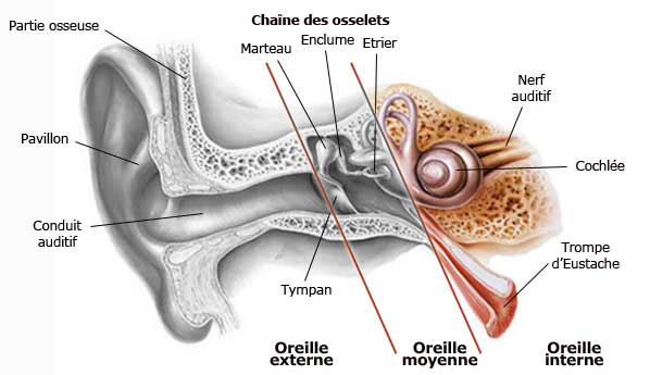 Située entre l'oreille externe et l'oreille interne. Elle est composée