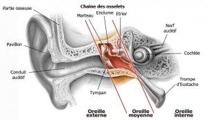 Oreille moy