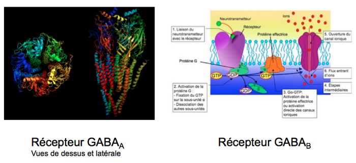 gaba1