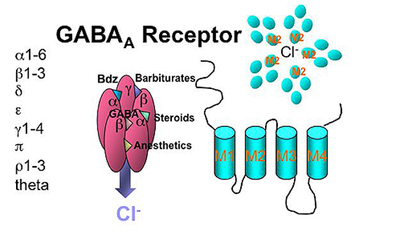 gaba3