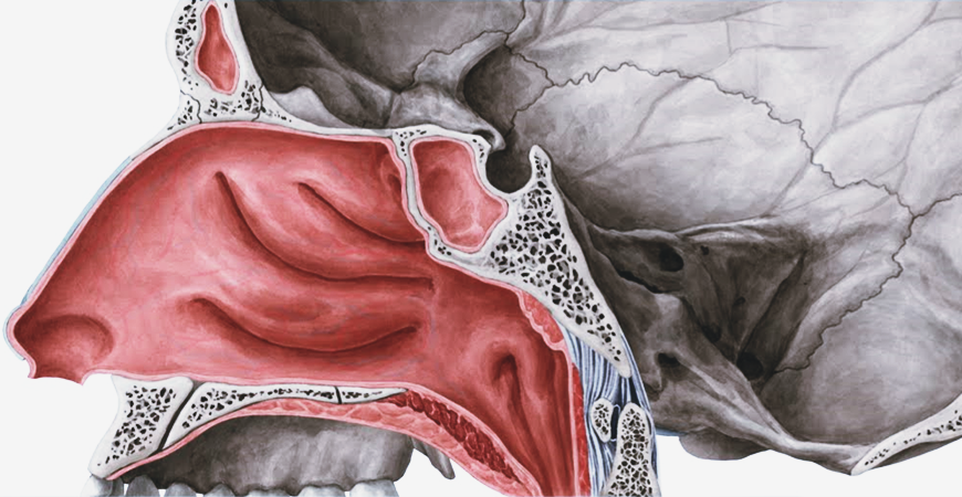 anatomie et fonction du nez