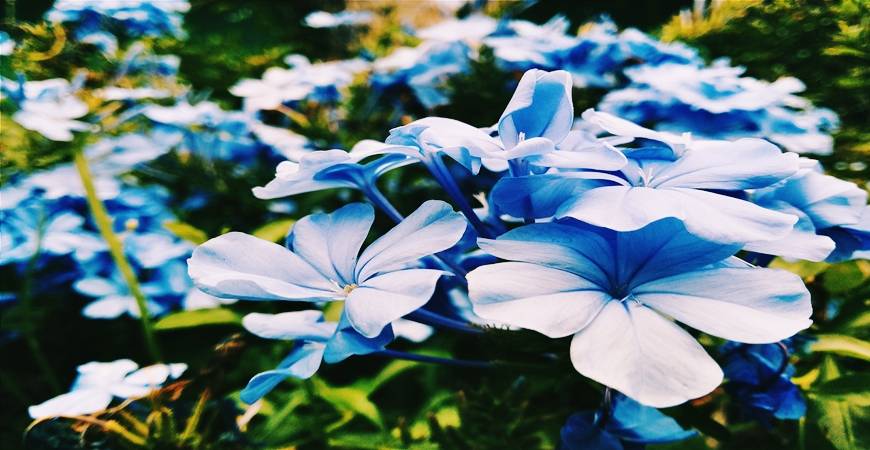 Cette Fleur est vraiment magique...