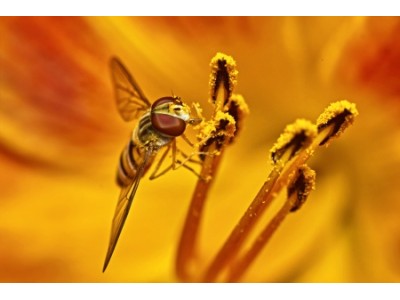 Rhinite allergique : les plantes alliées du bien-être respiratoire