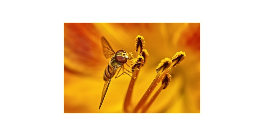 Rhinite allergique : les plantes alliées du bien-être respiratoire