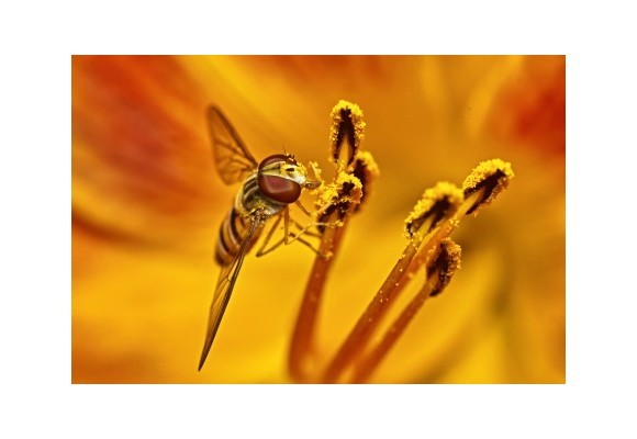 Rhinite allergique : les plantes alliées du bien-être respiratoire