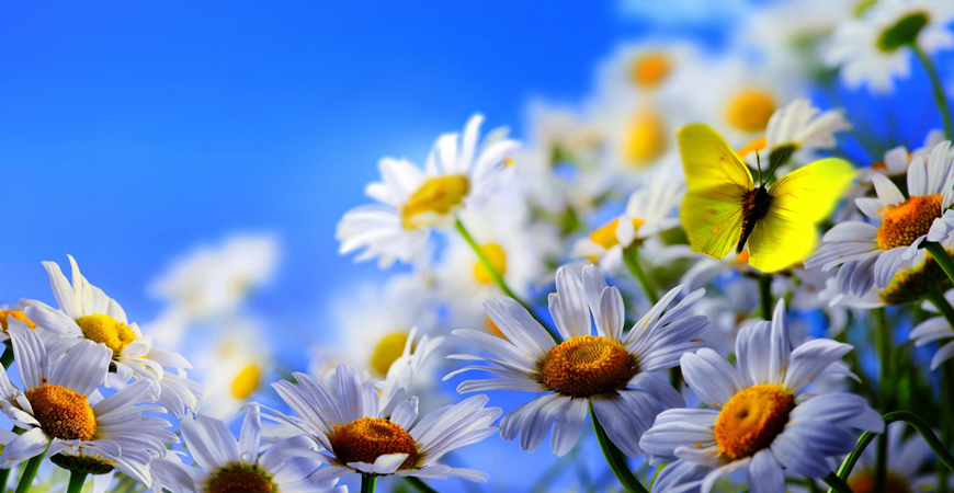 "Trucs et astuces naturels" contre le rhume des foins...