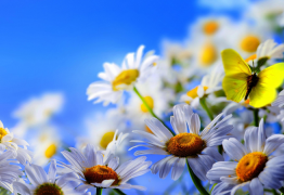 "Trucs et astuces naturels" contre le rhume des foins...