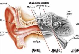 SEDRYL® : Enfin une solution pour prévenir les otites externes