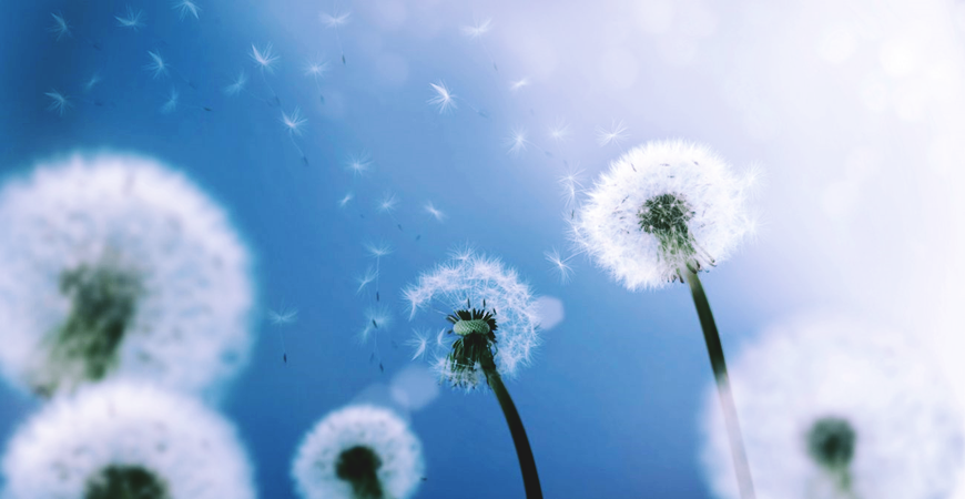 Allergies. Quelques conseils vraiment efficaces pour s'en débarrasser naturellement ?