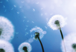 Allergies. Quelques conseils vraiment efficaces pour s'en débarrasser naturellement ?